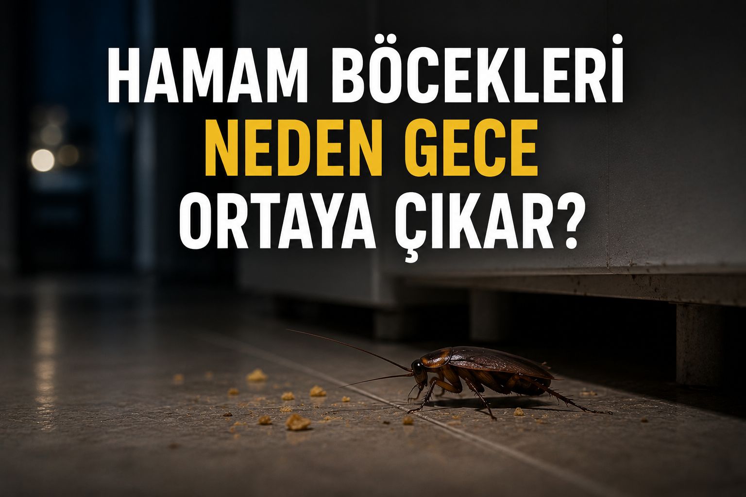 Hamam Böcekleri Neden Gece Ortaya Çıkar